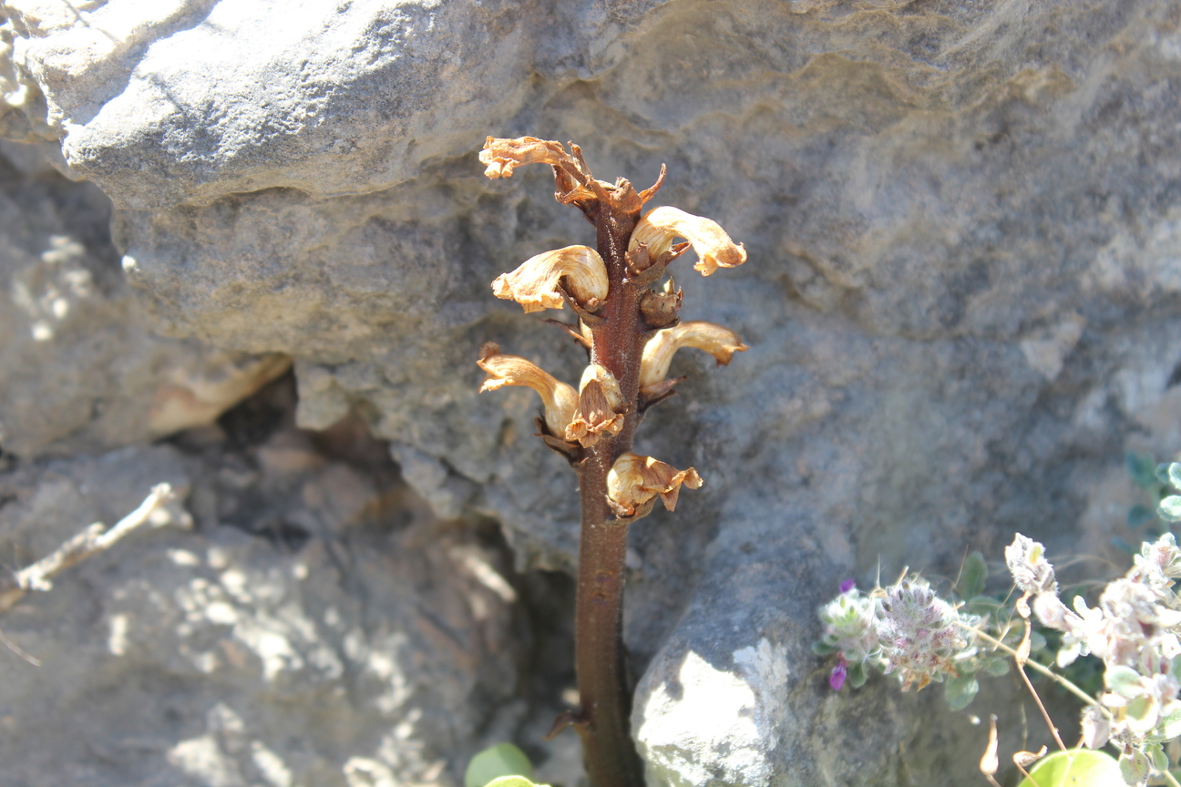 Plant Image